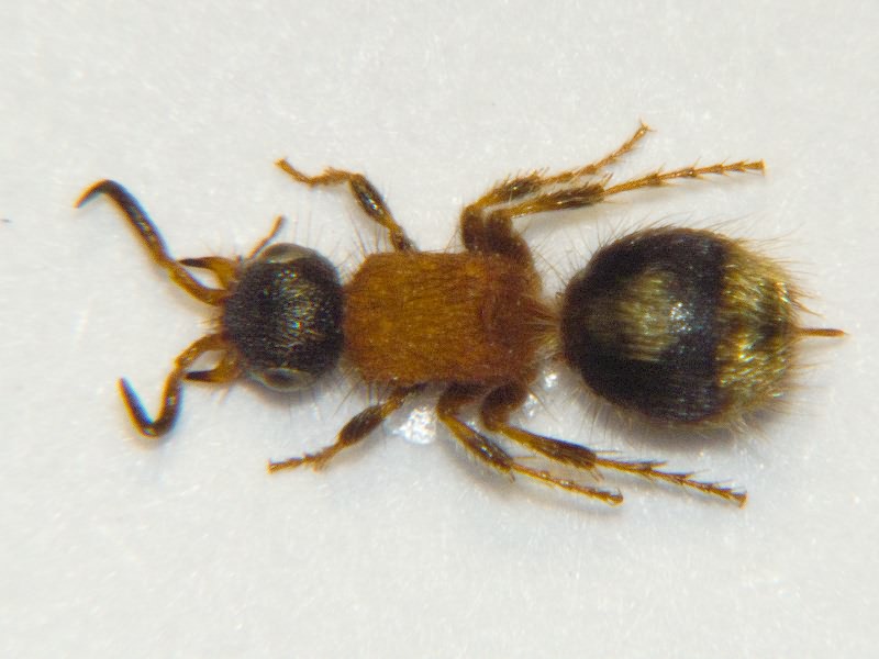 Smicromyrme rufipes (Fabricius, 1787)